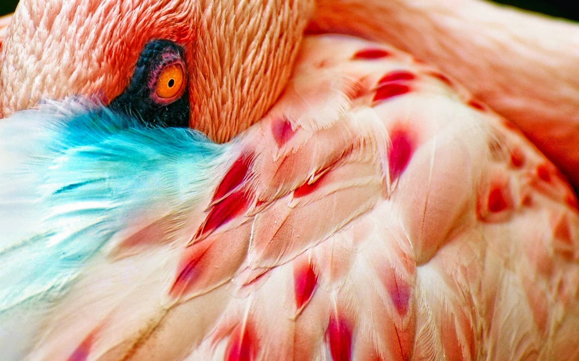 birds feathers flamingos eye