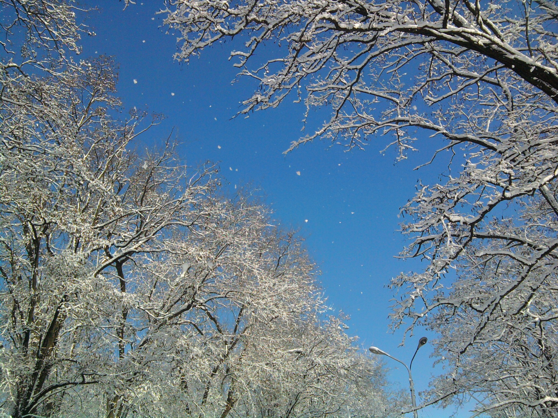 inverno neve alberi