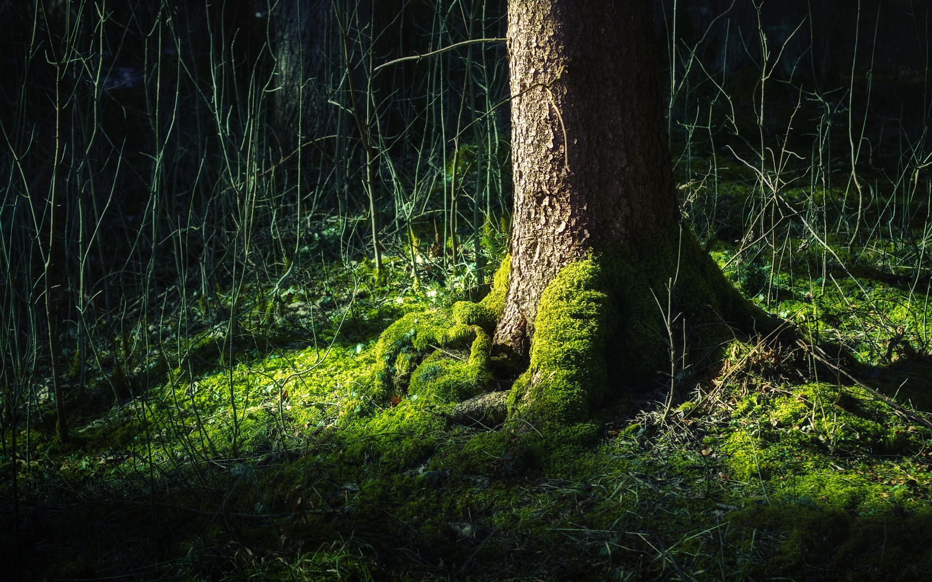 foresta albero vita verde