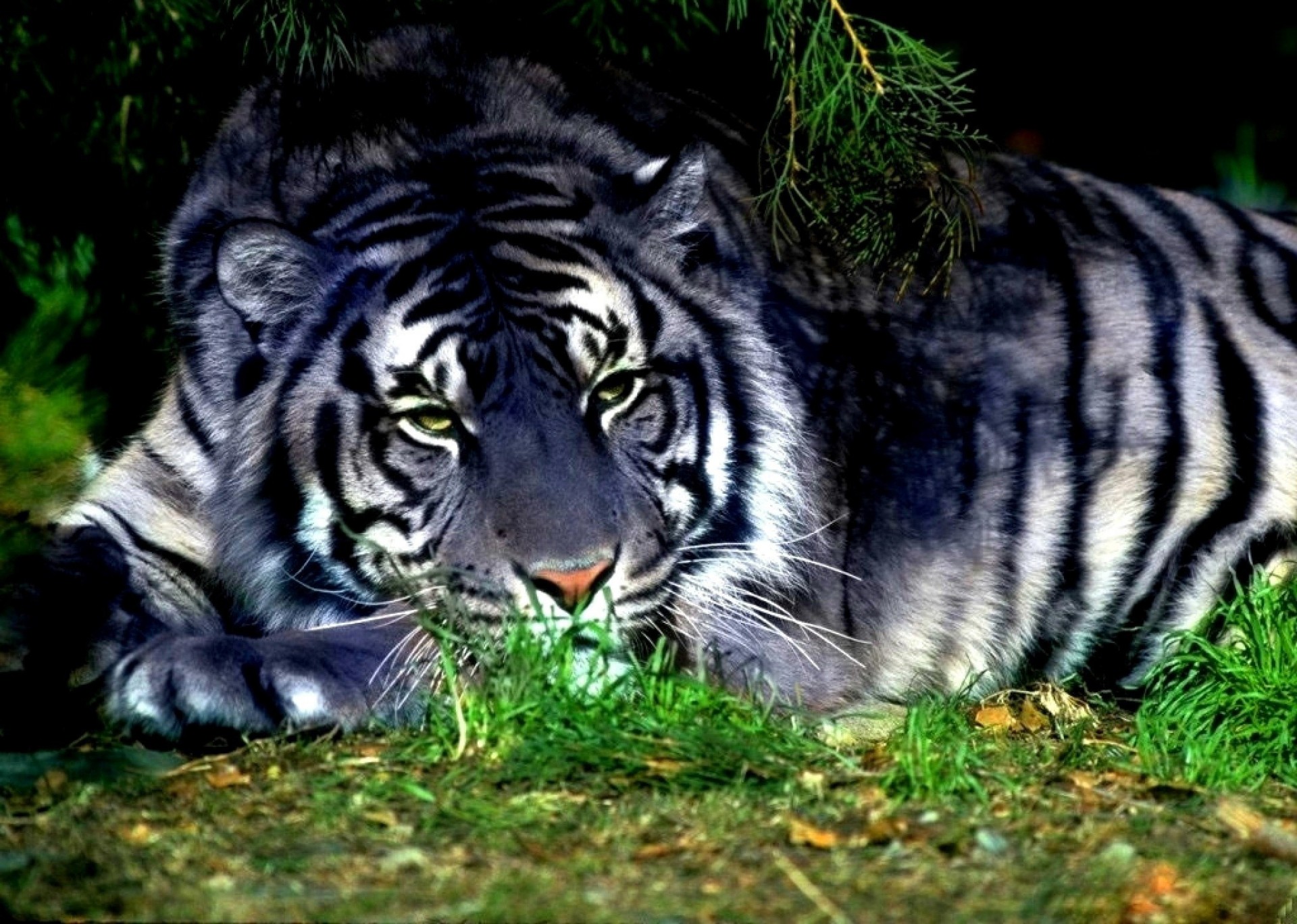 grass white tiger