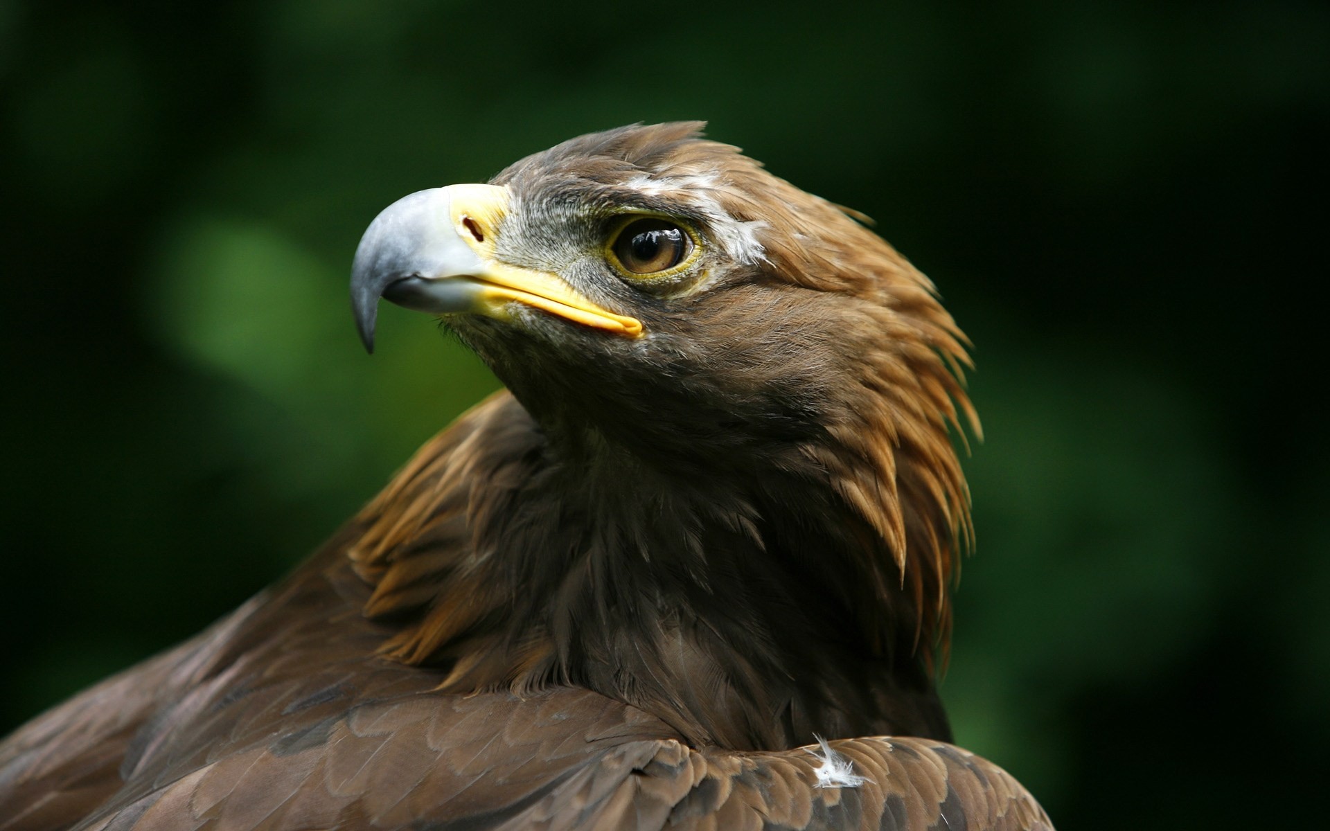 becco aquila reale testa predatore uccelli