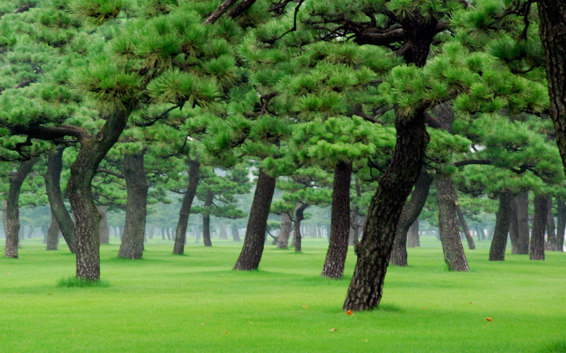 alberi erba natura