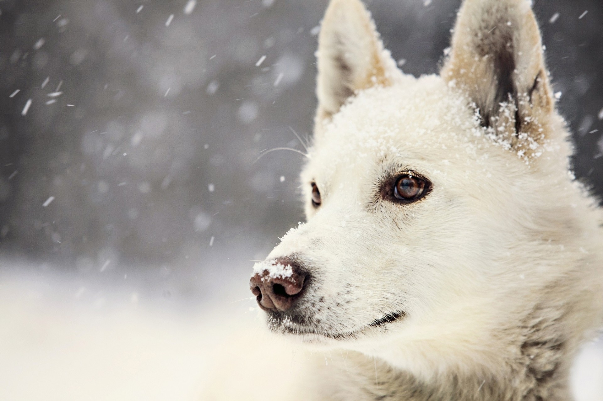 hund schnee weiß