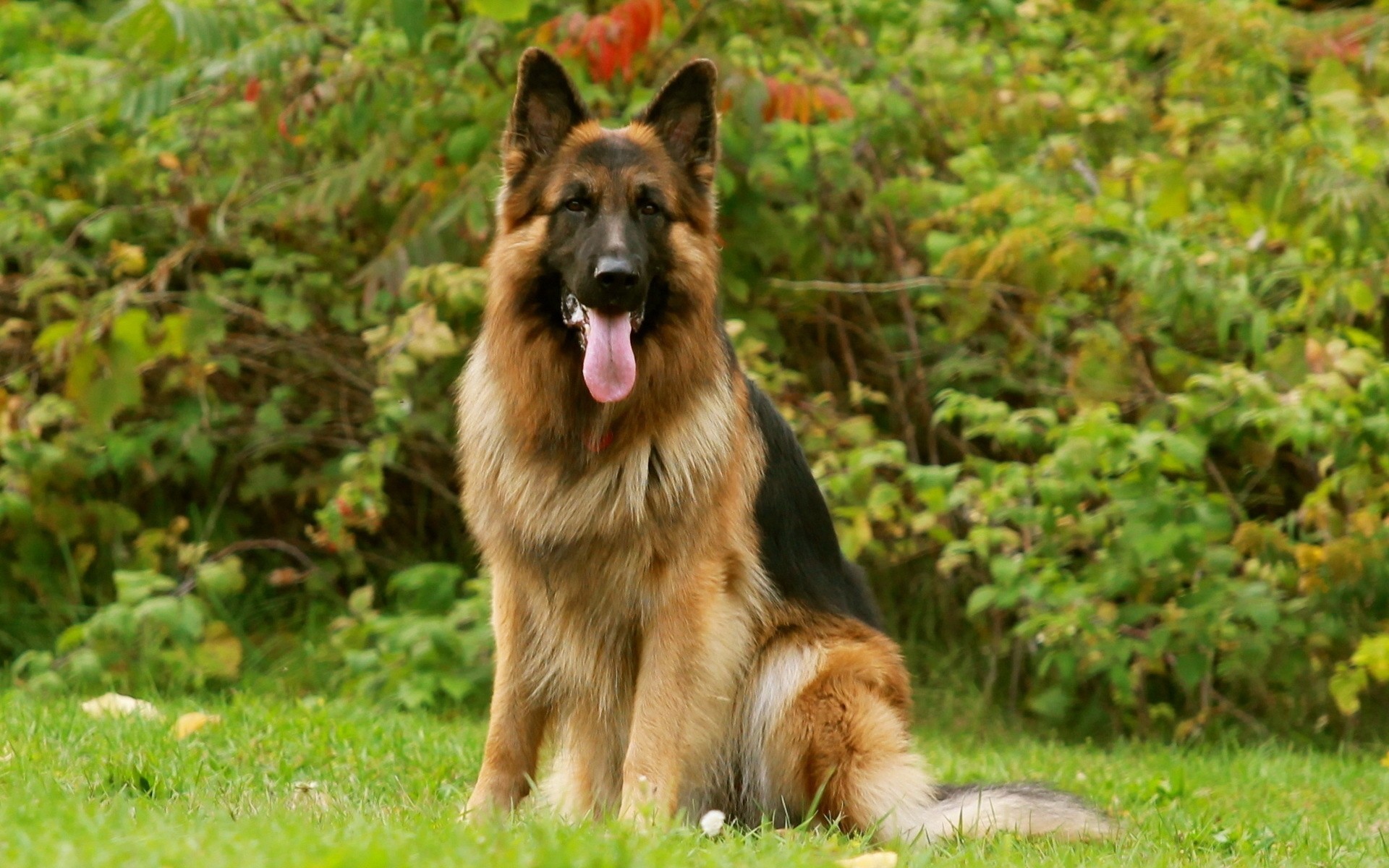 hund freund deutscher schäferhund