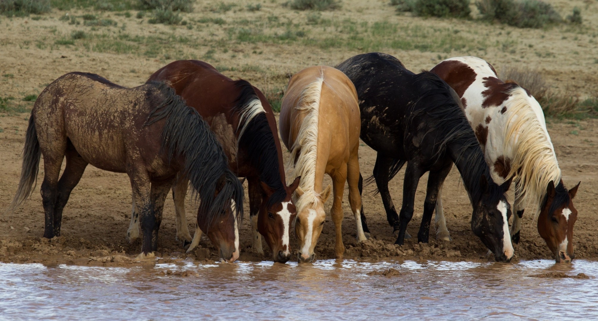 abreuvoir chevaux