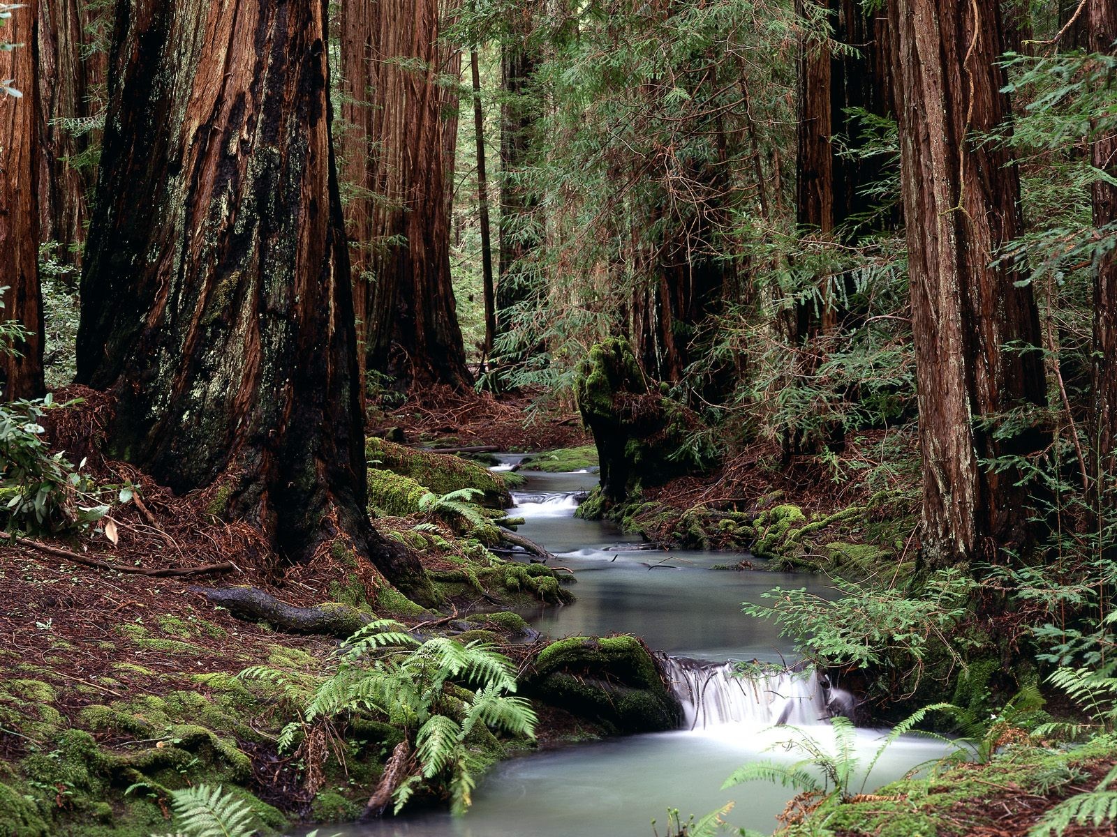 bosque río fresco