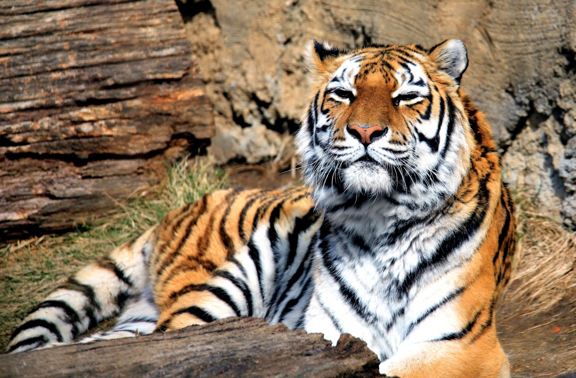 bête grand chat prédateur tigre mammifère