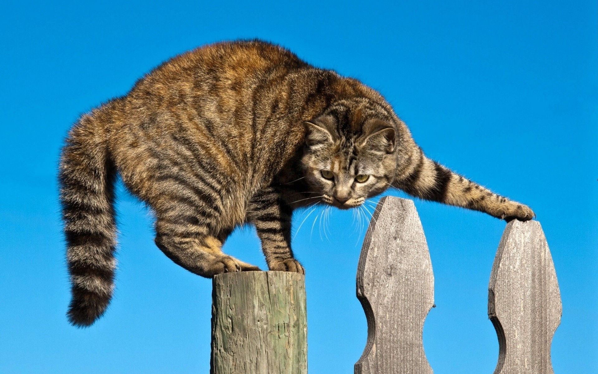 situazioni gatto recinzione