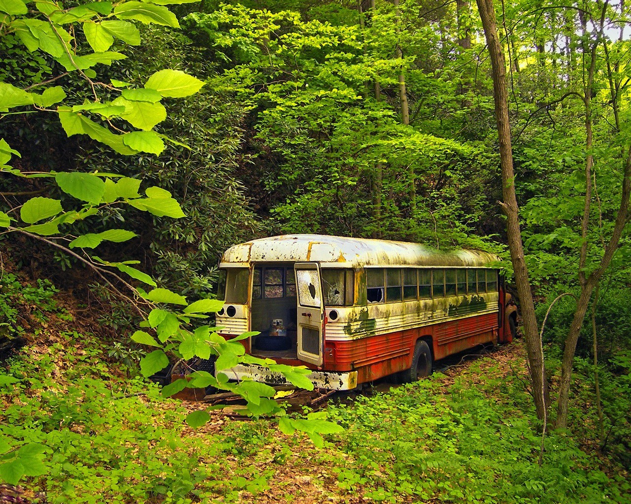 viejo autobús bosque vegetación