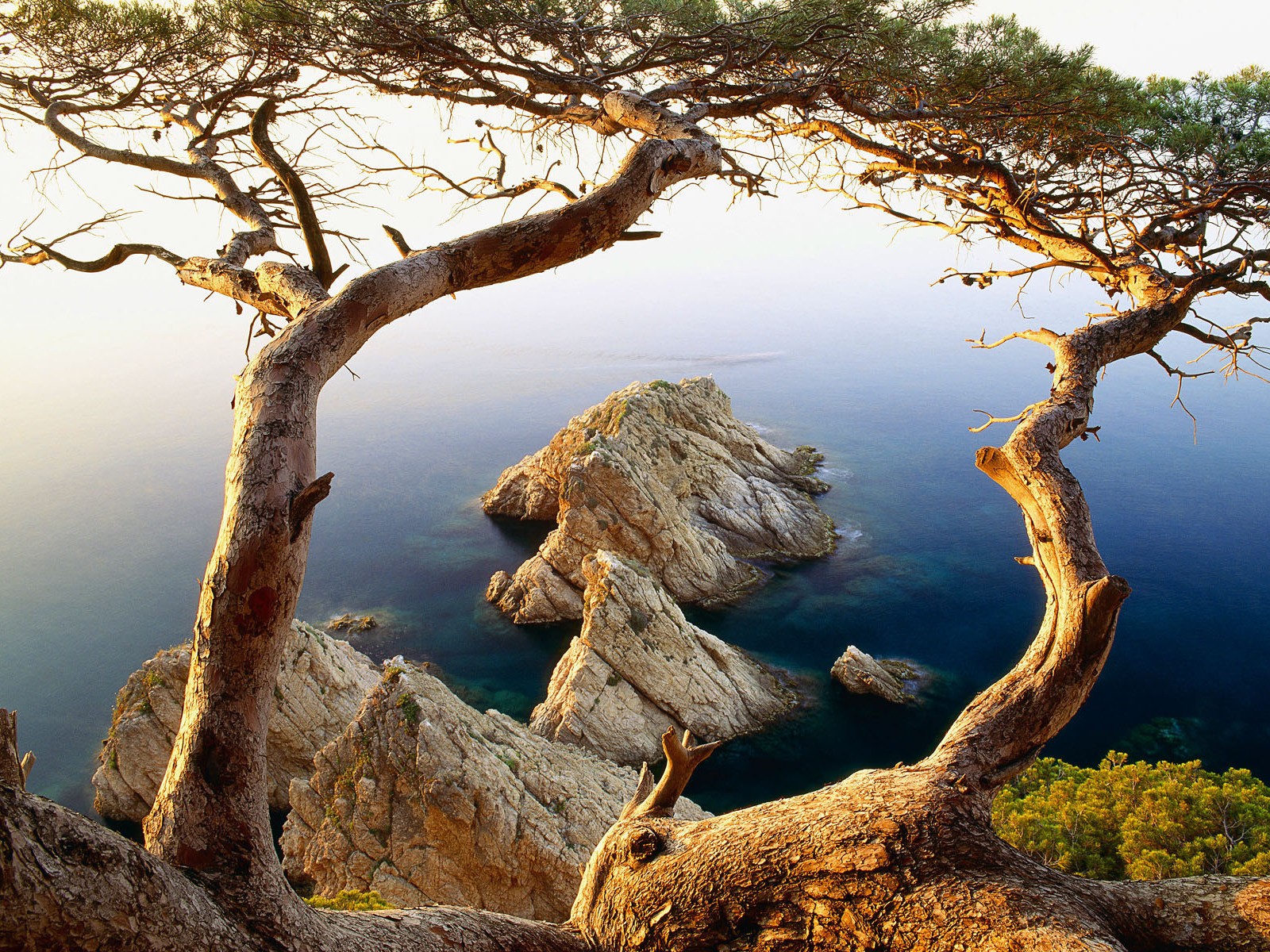 alberi mare rocce