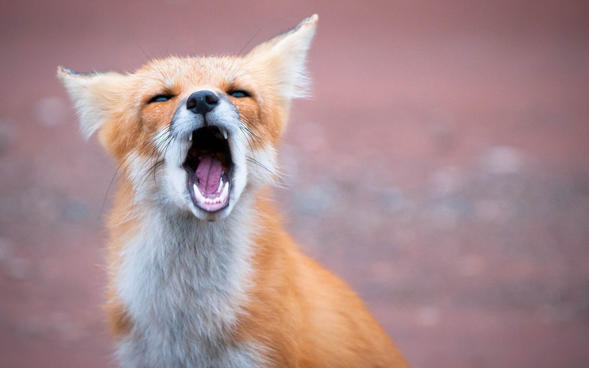 renard dents rouge bouche