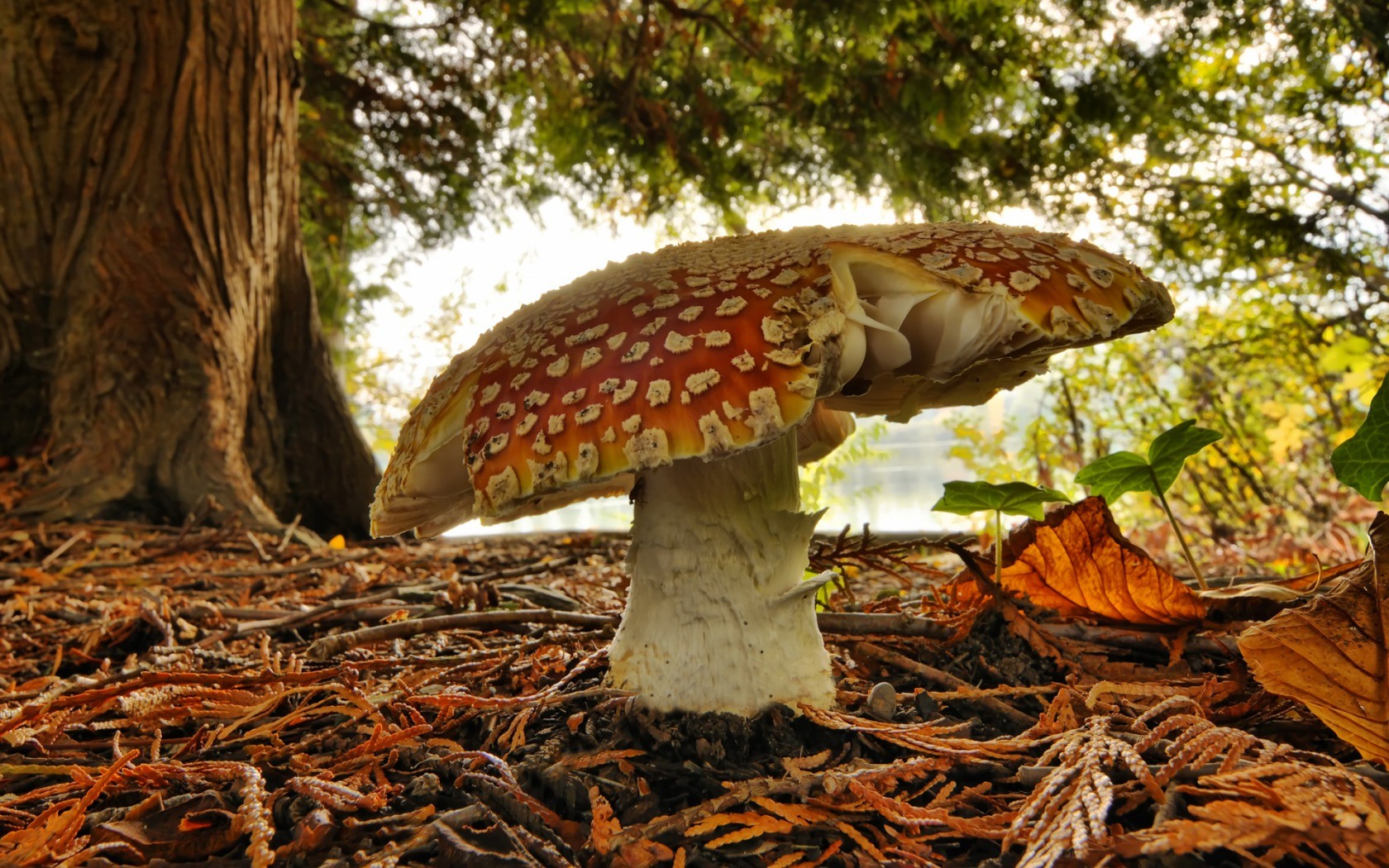 fungo amanita foresta verde