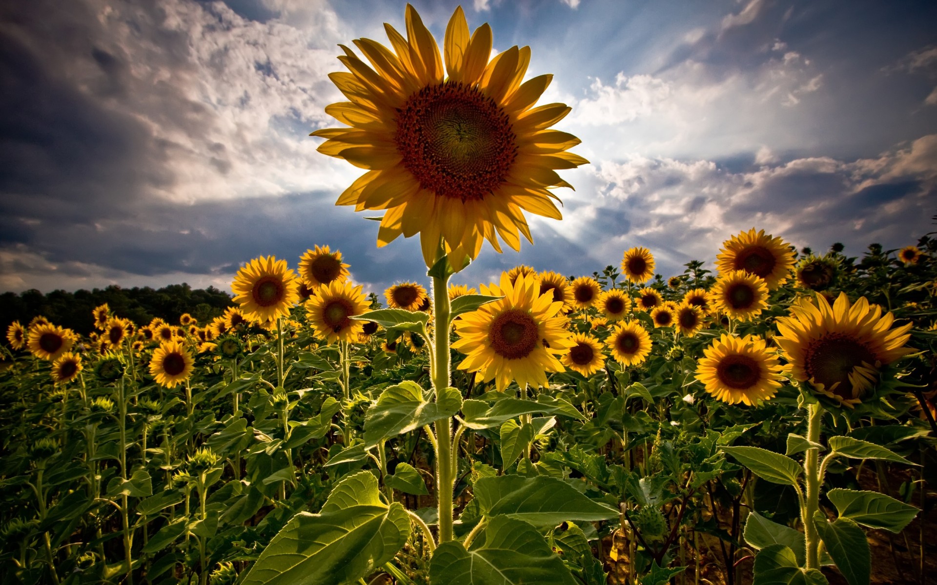 champ tournesols été