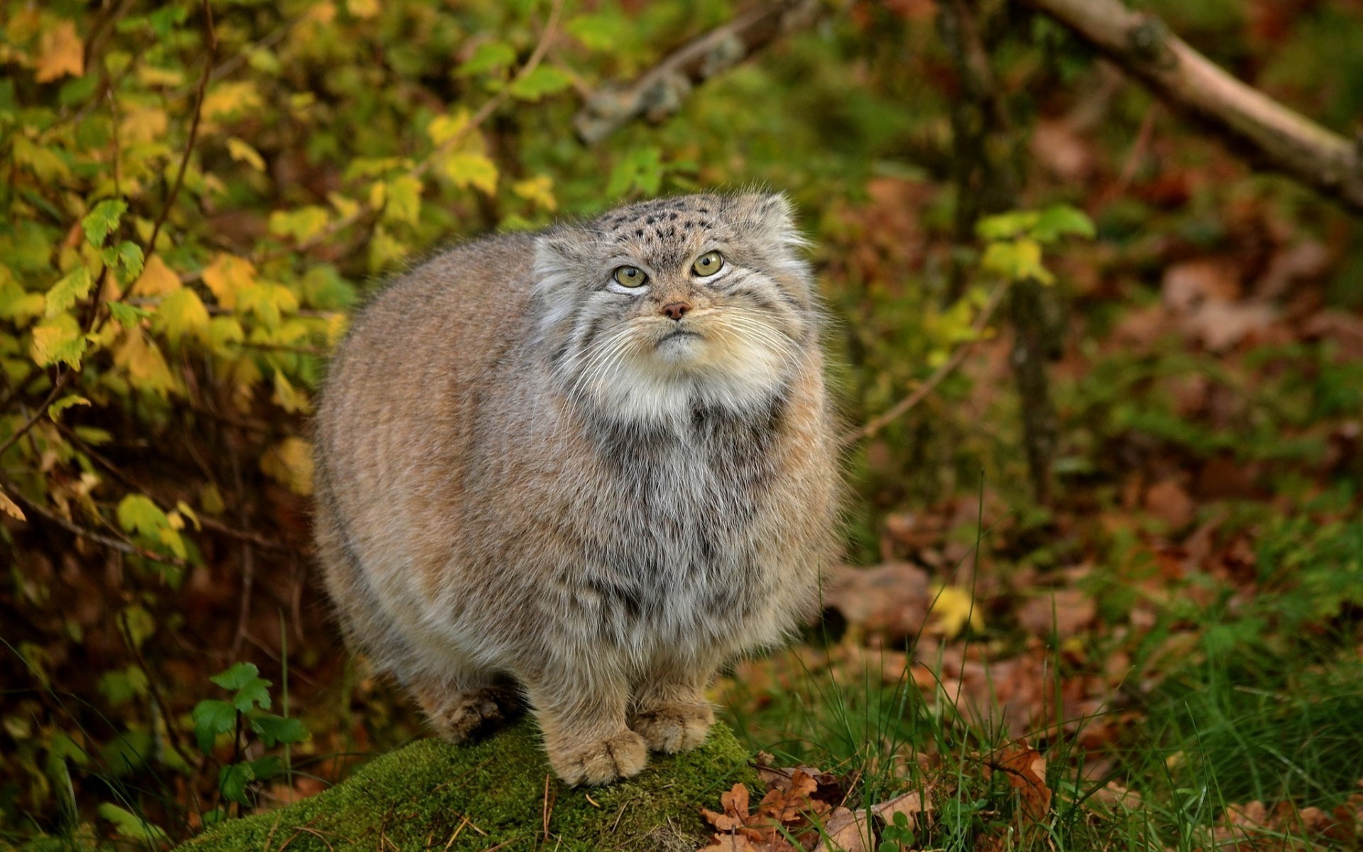 manul natura koty gatunek drapieżniki zielone oczy