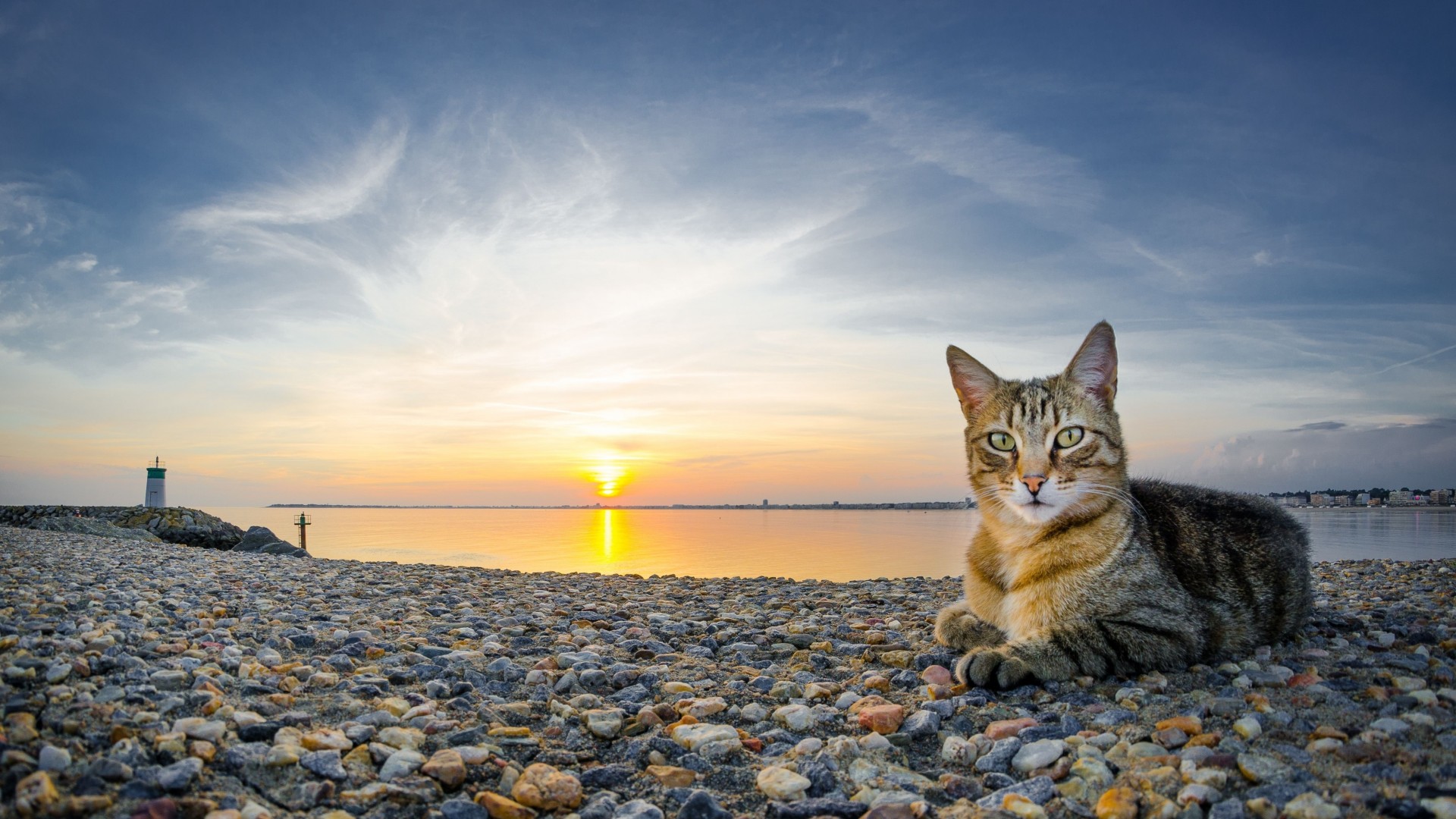 mar guijarros gato puesta de sol