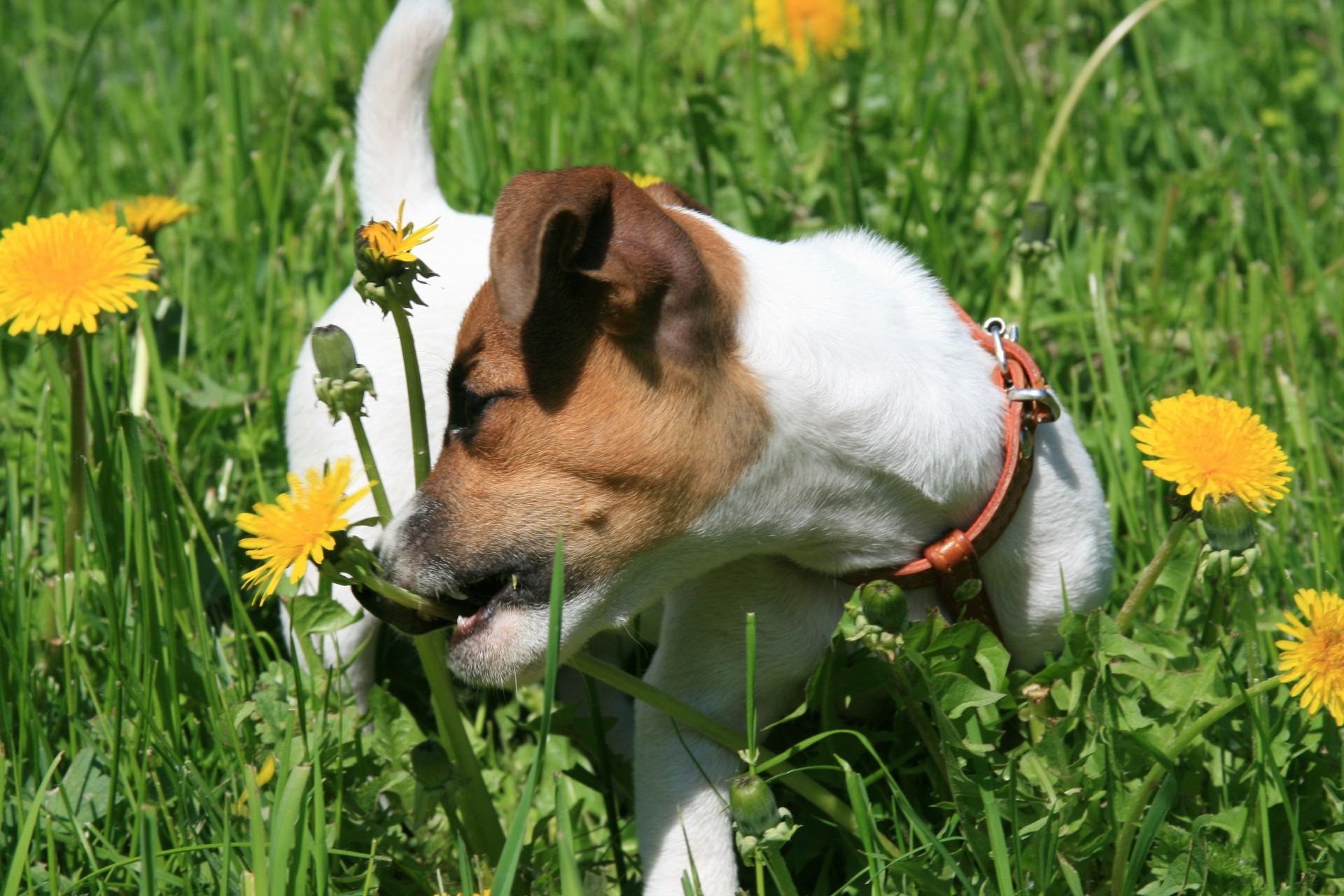 pies szczeniak jack russell terrier mlecze psy