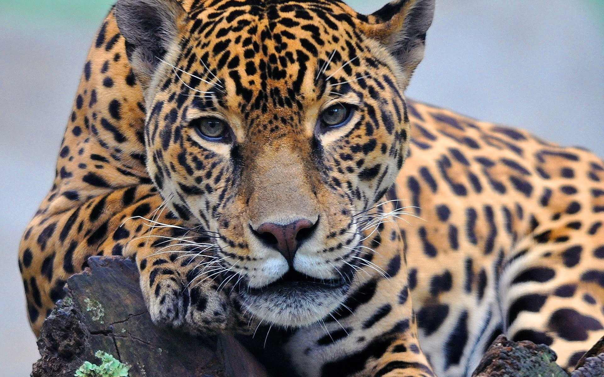 dientes mentiras jaguar pata mirando