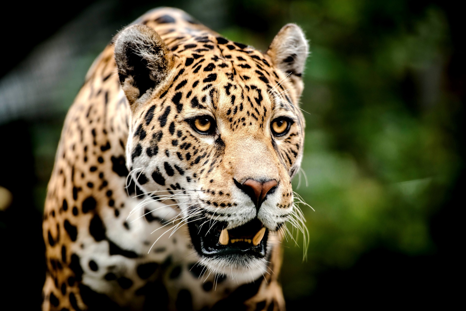 raubtier jaguar große katze zähne