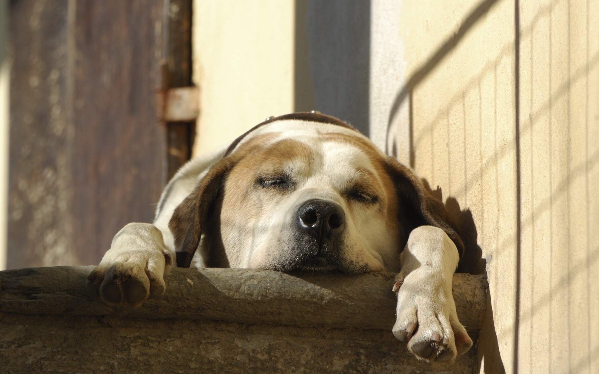 chien dormir jambes repos