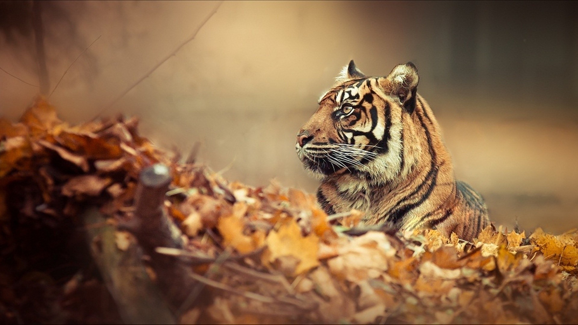 herbst blatt tiger