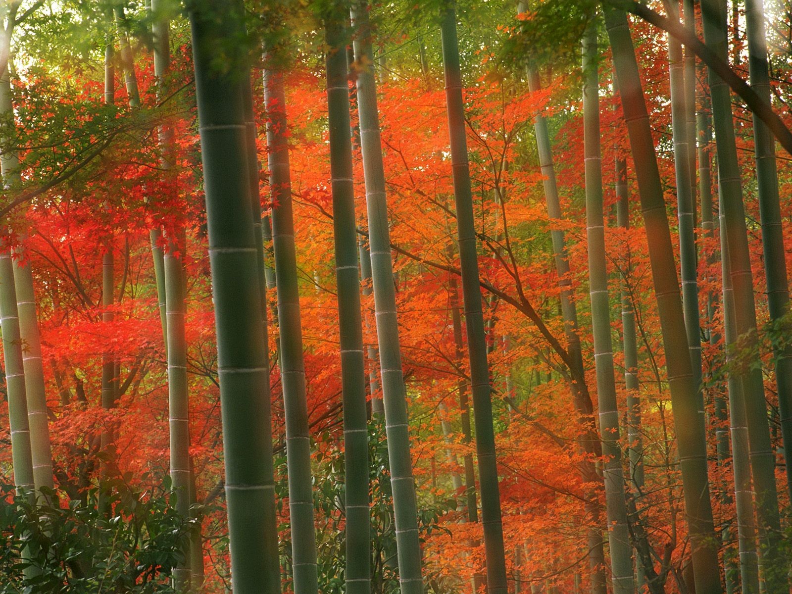 bambú otoño arce