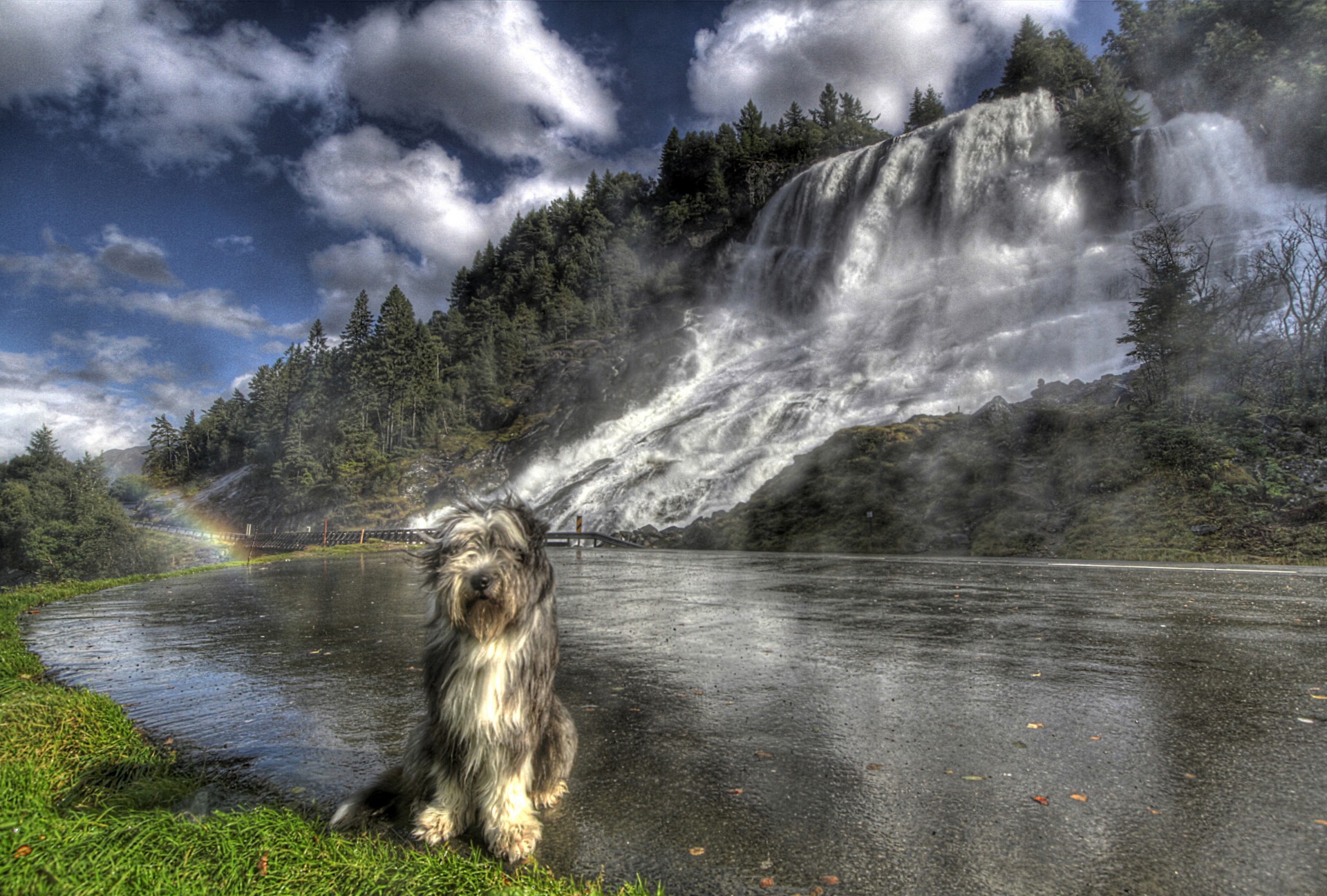 barbu collie cascade conception escalier