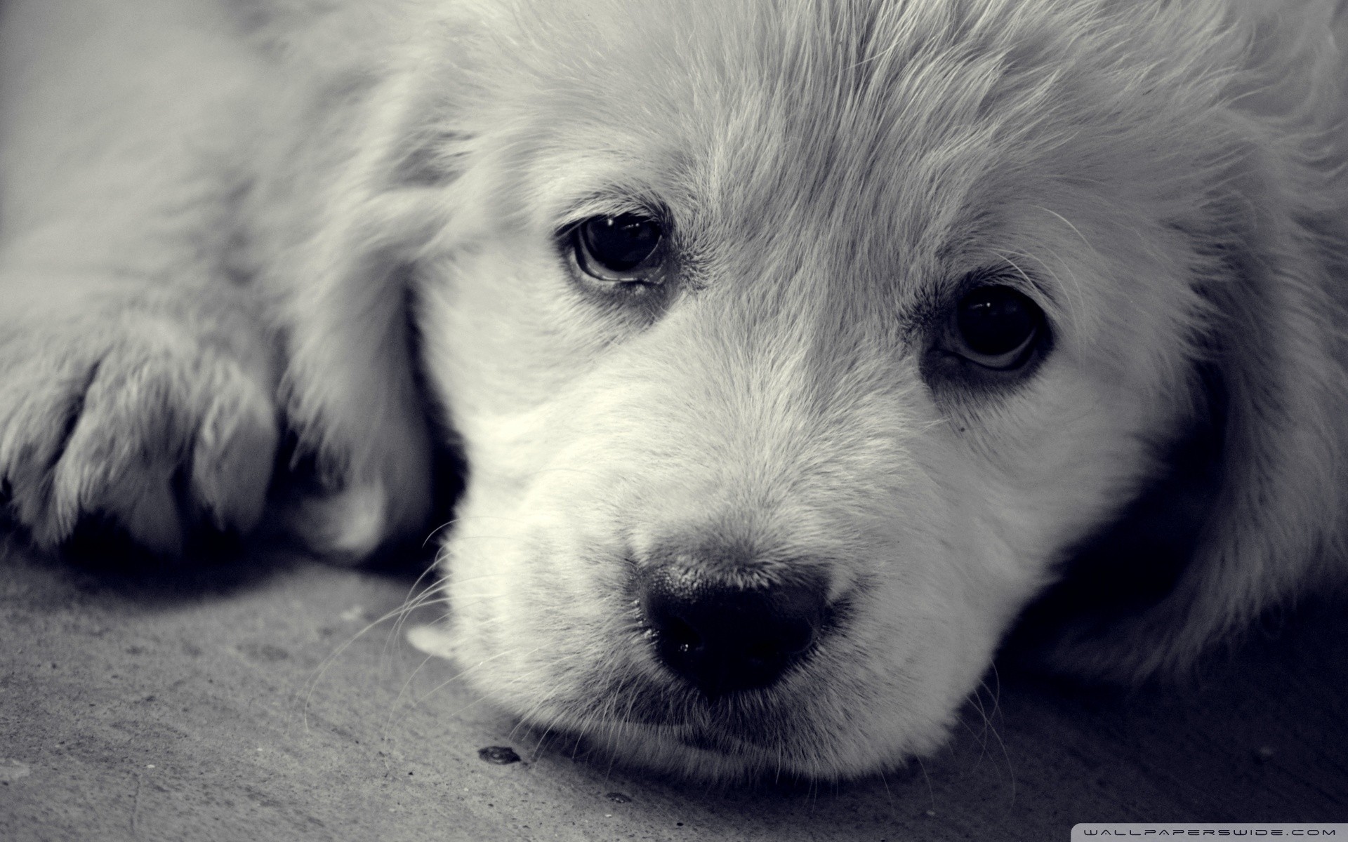 chiens vue bébés tristesse