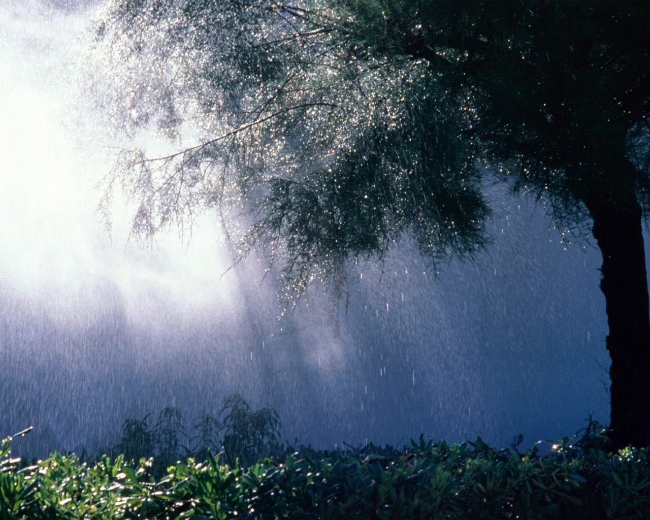 herbe pluie goutte