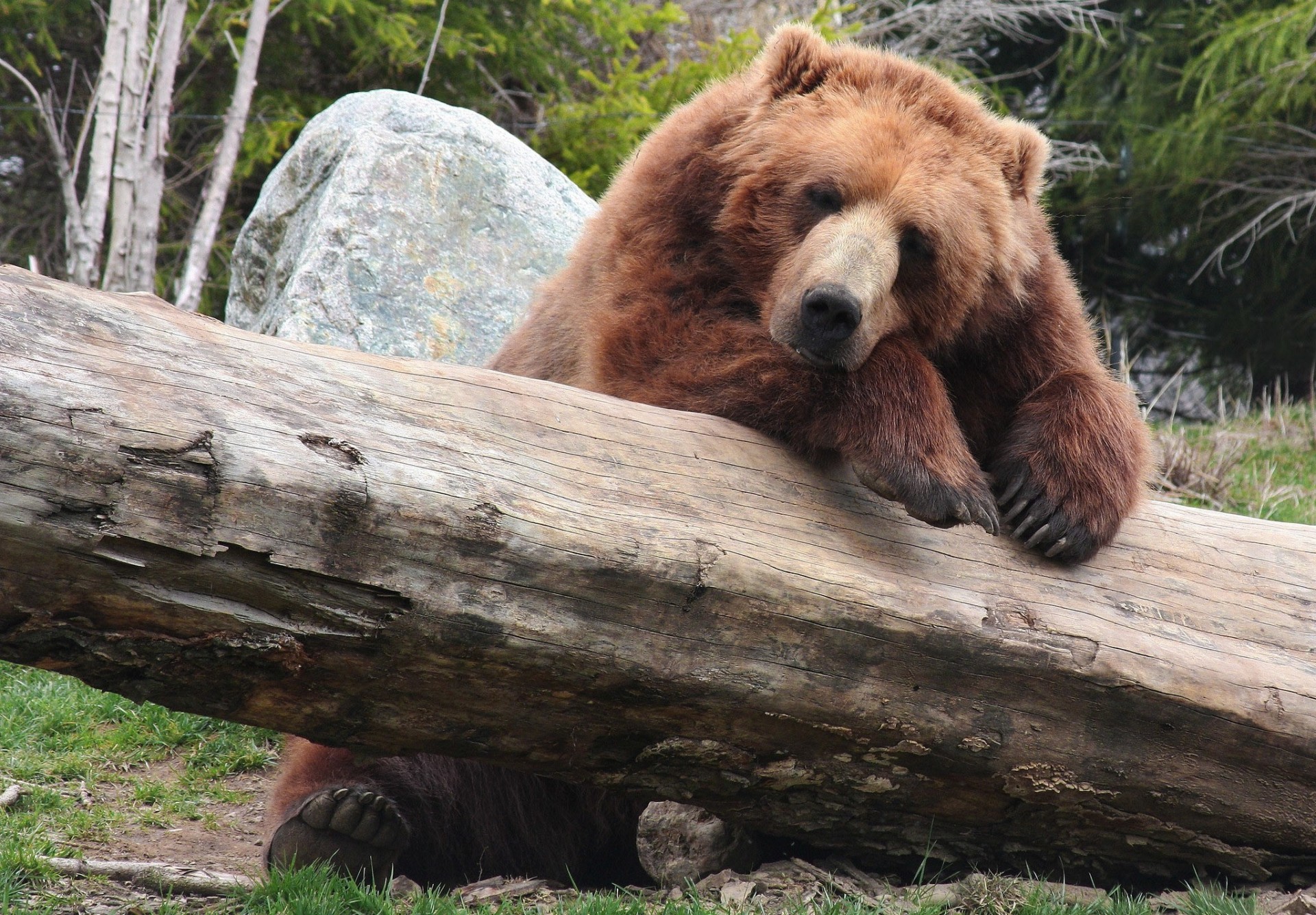 orso marrone riposo tronco