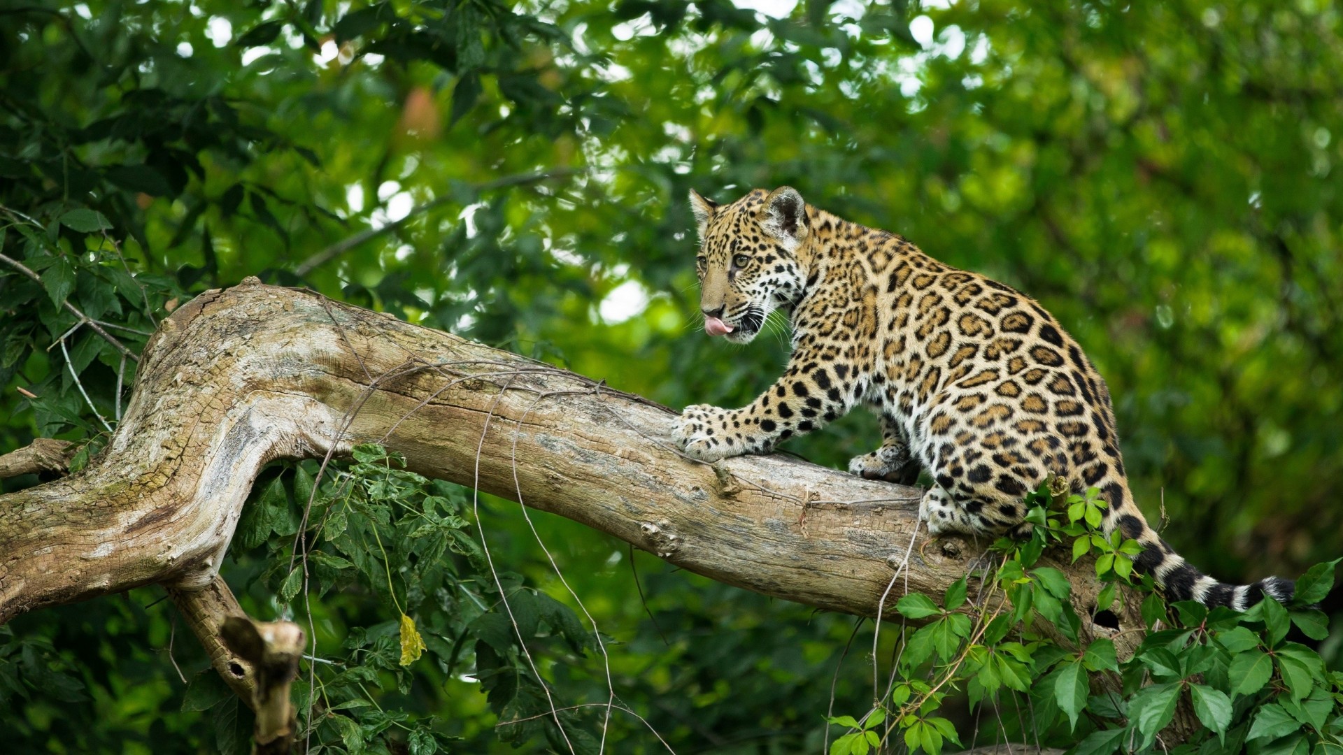 gato salvaje cachorro jaguar bebé