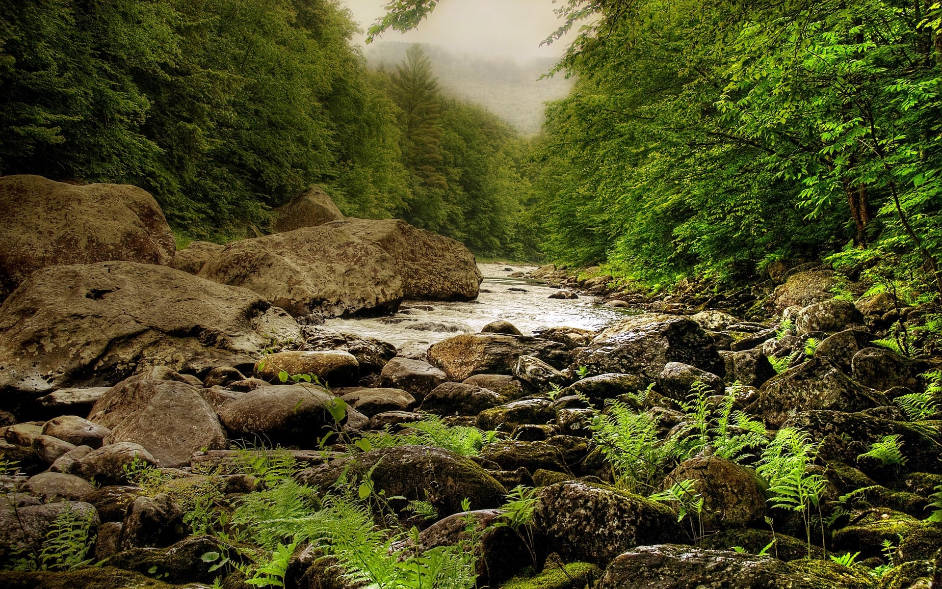 rivière pierres forêt