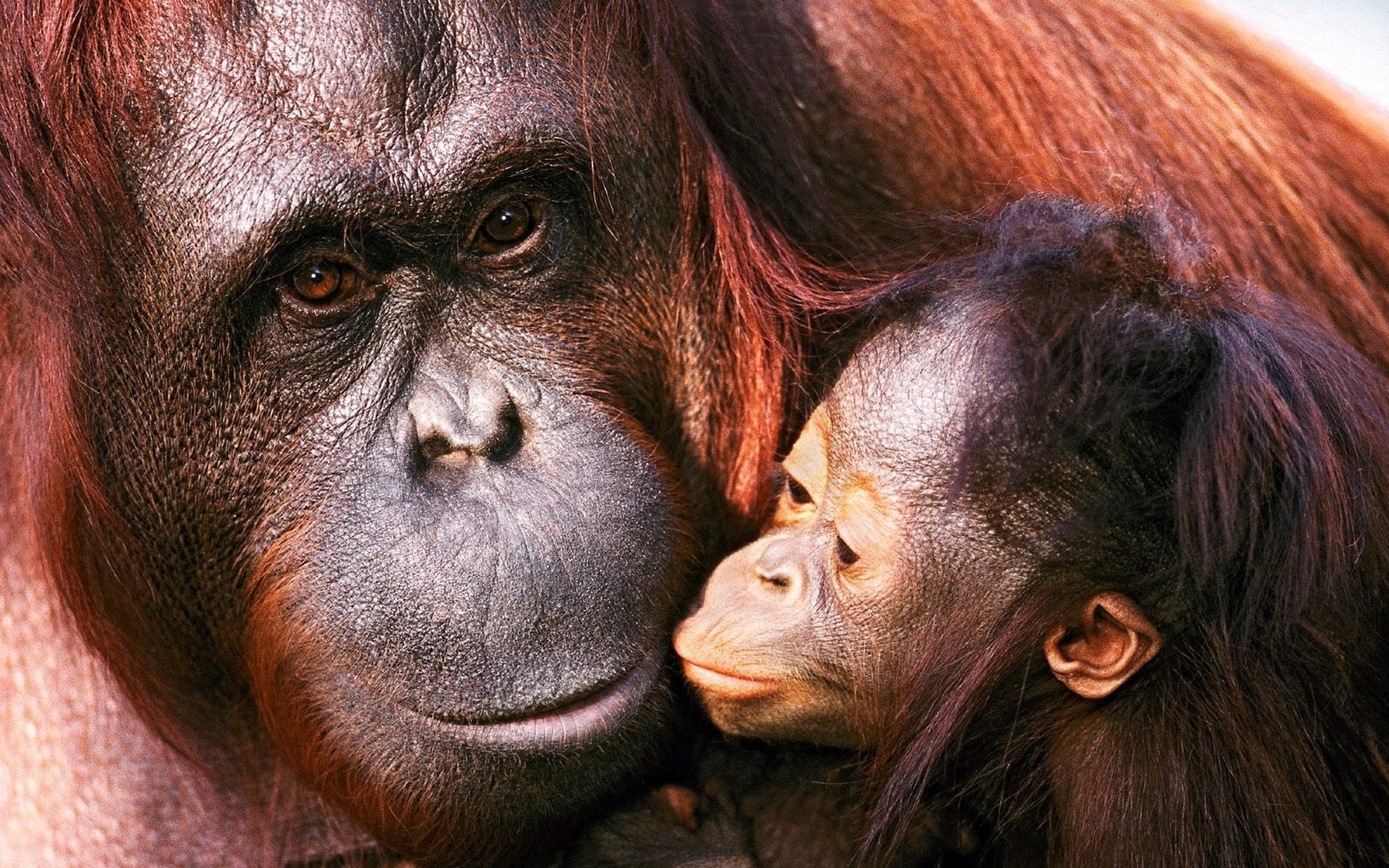 animaux enfant famille