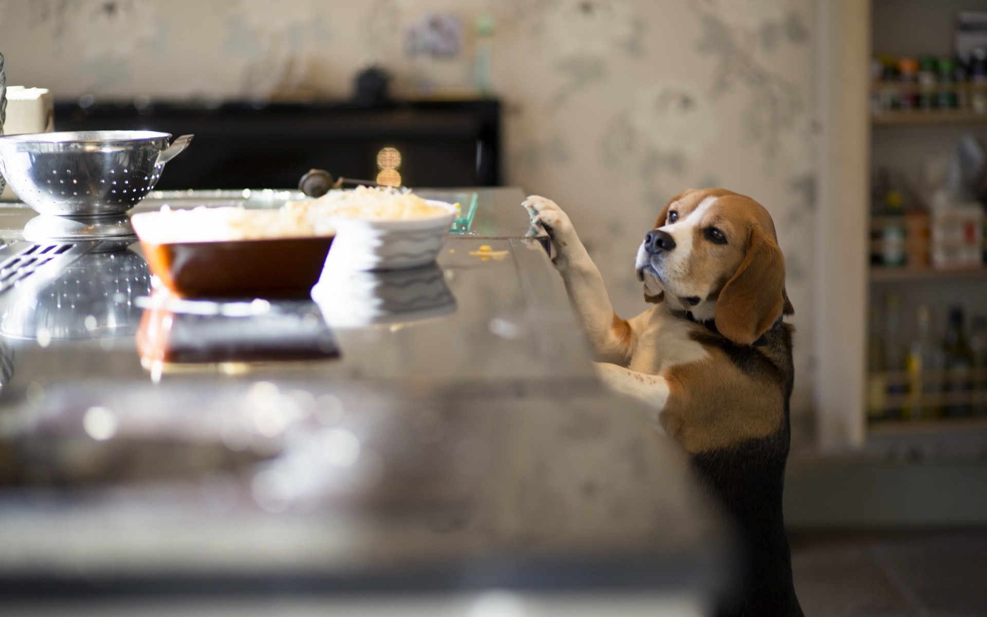 beagle dog other kitchen