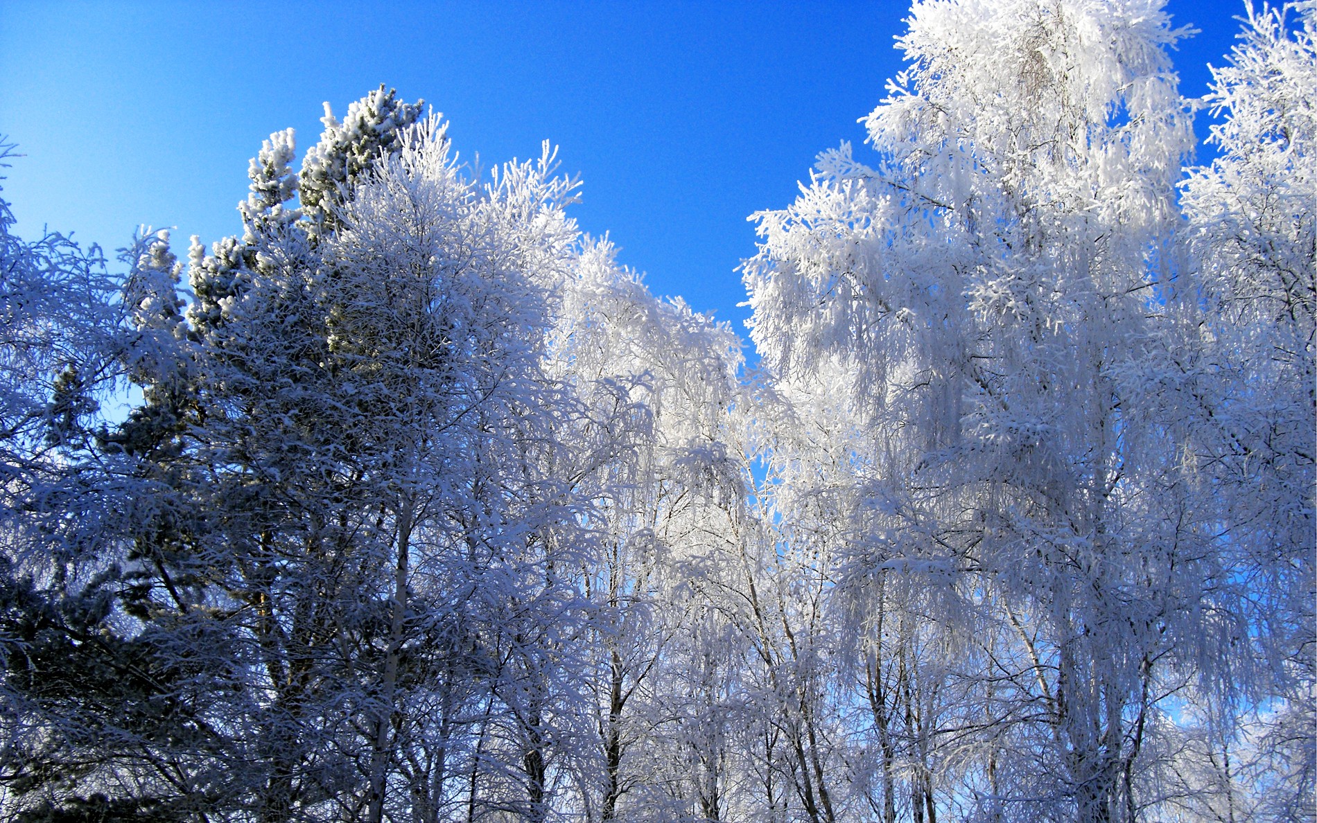 hiver forêt arbres neige