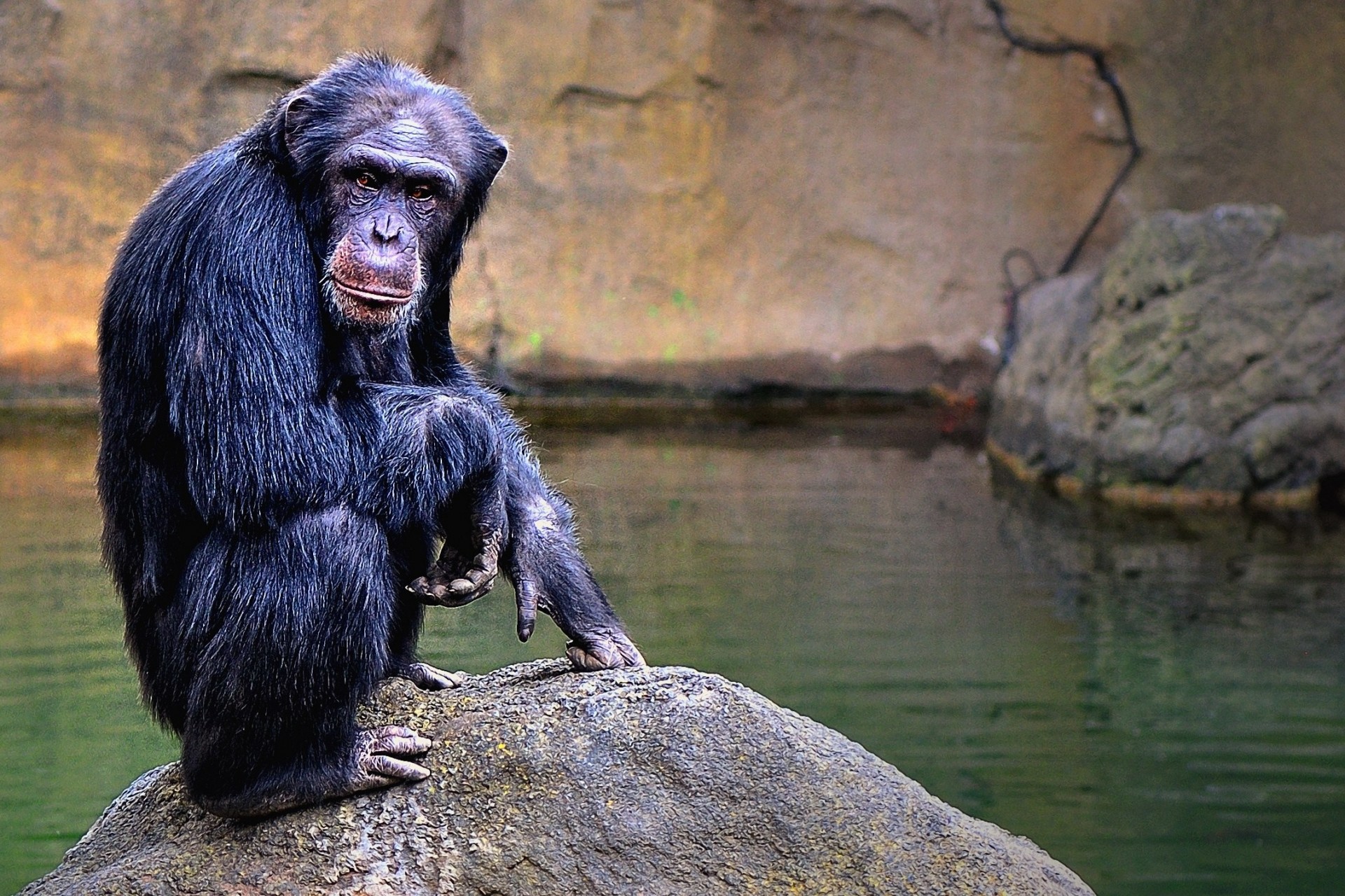 chimpancé cachorro de león valencia españa