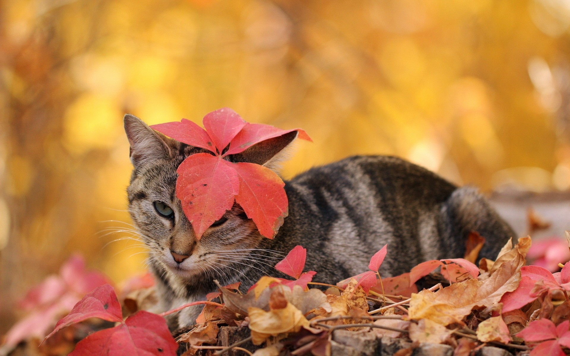 осень лист кот