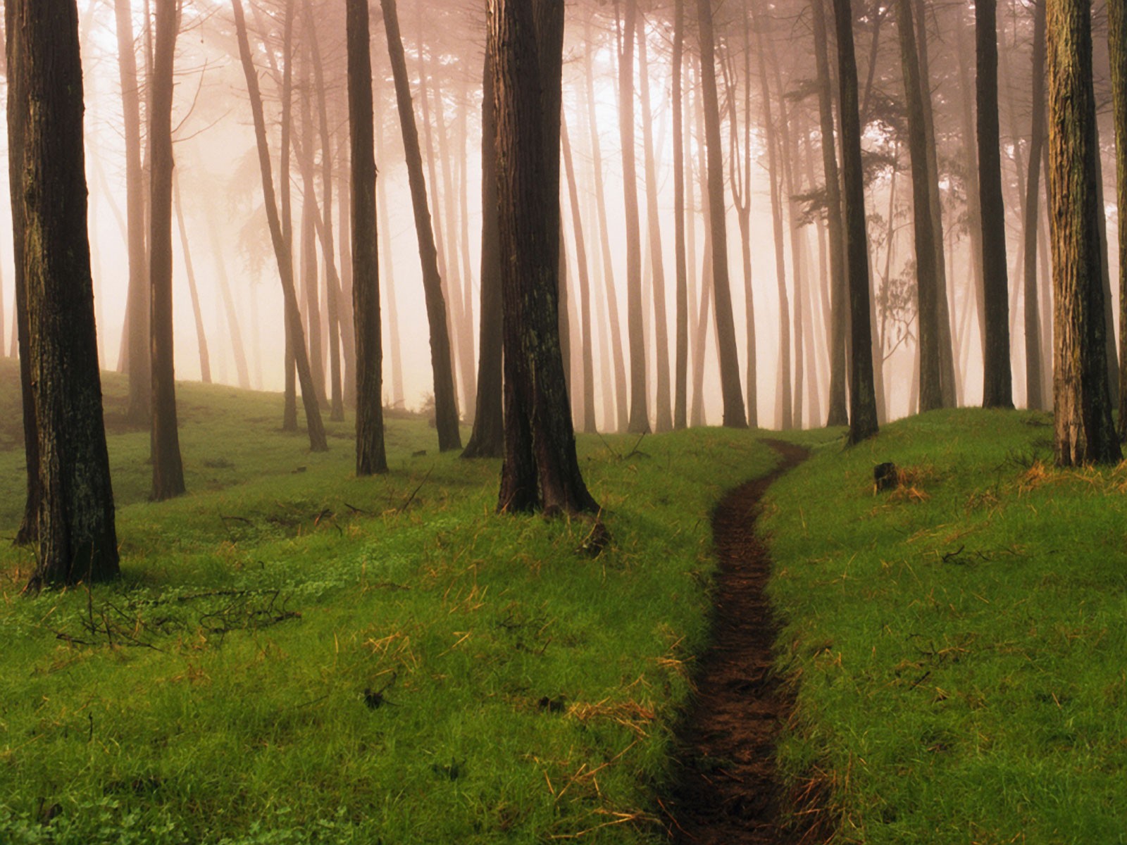 foresta nebbia sentiero erba estate