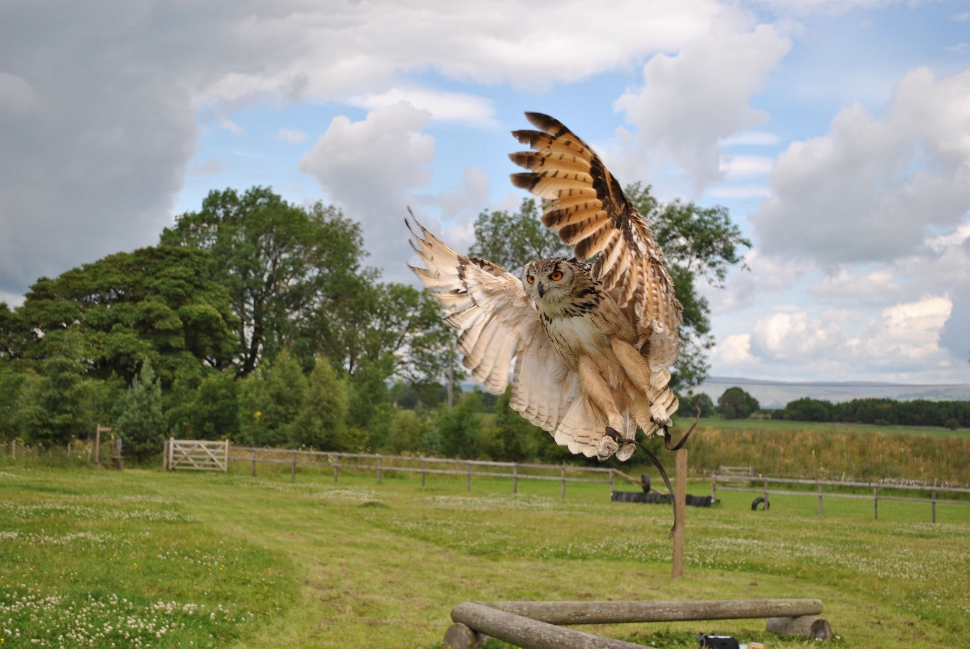 oiseaux ailes swipe hibou prédateur