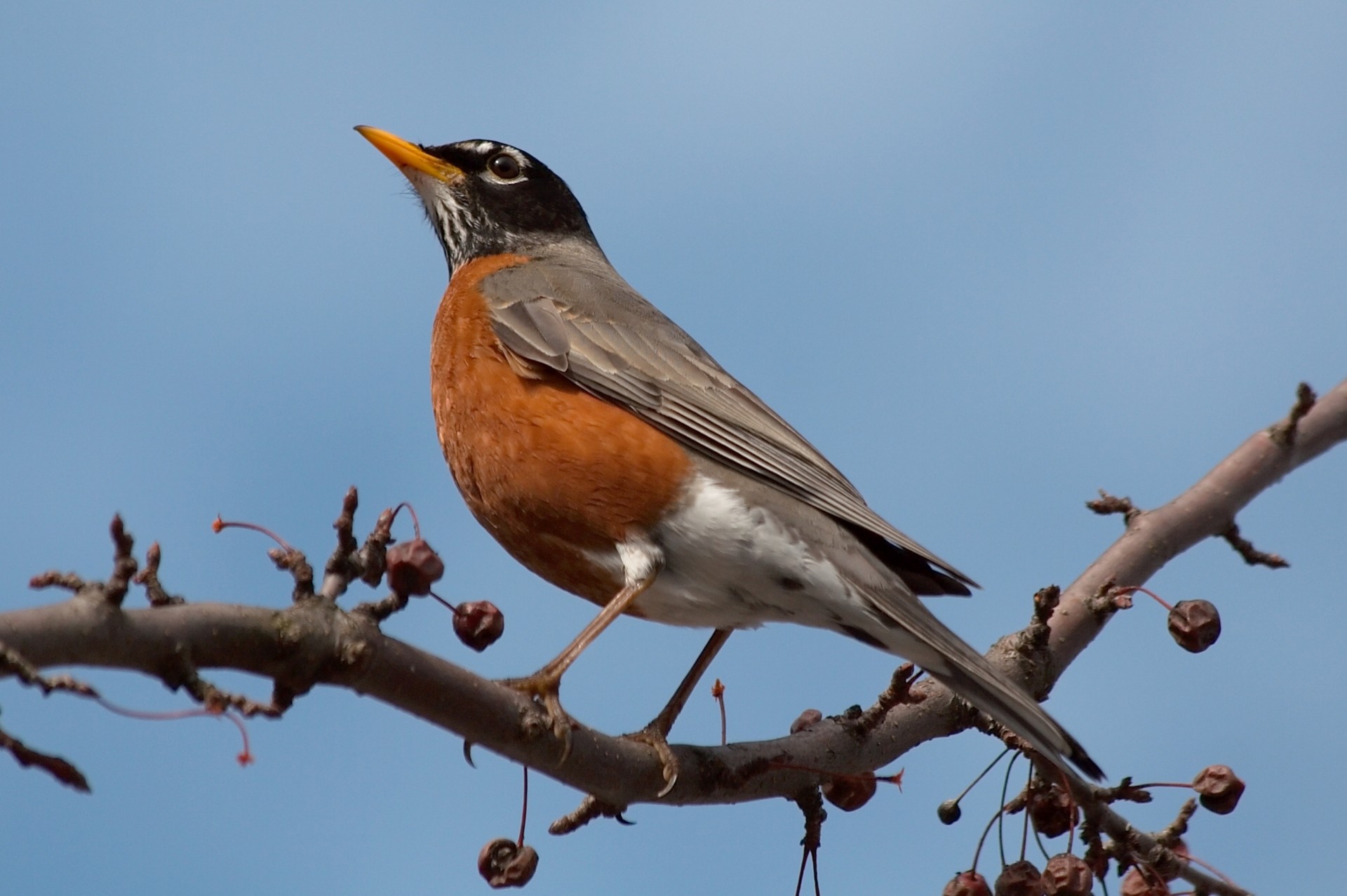 birds sky blackbird branch