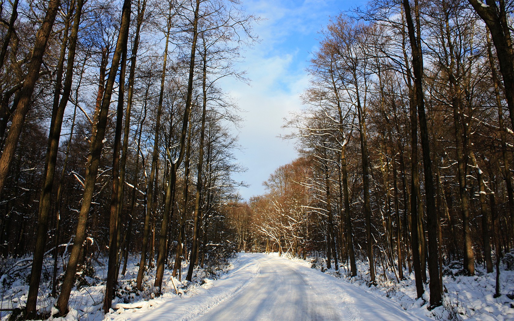 дорога лес зима