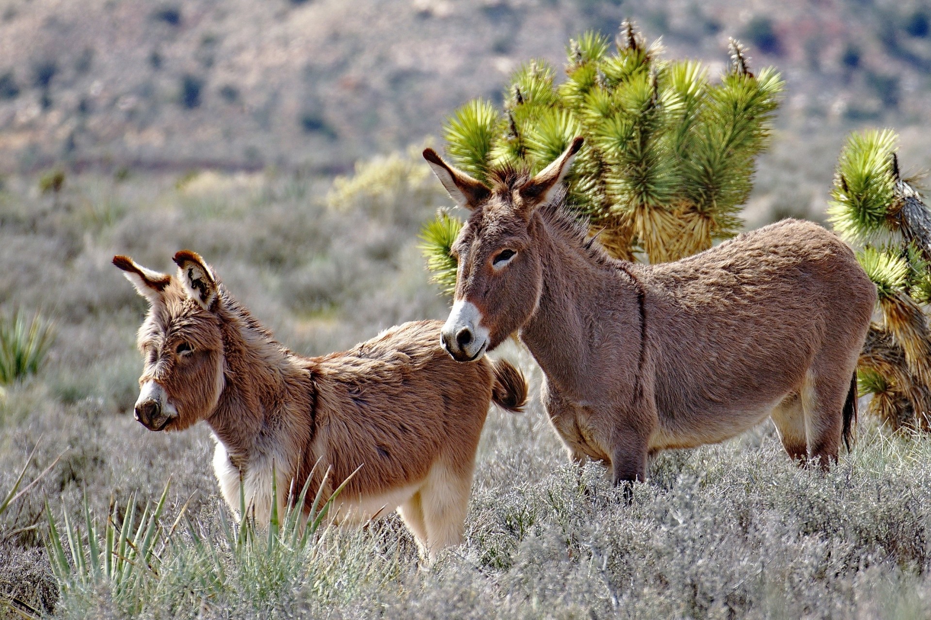 steppe