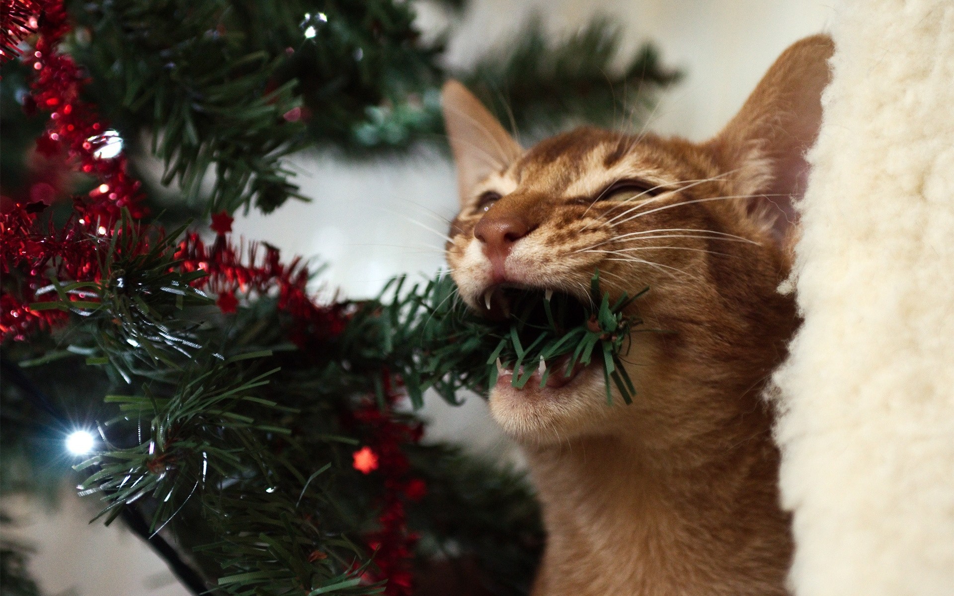 arbre de noël nouvel an chat guirlande fourrure