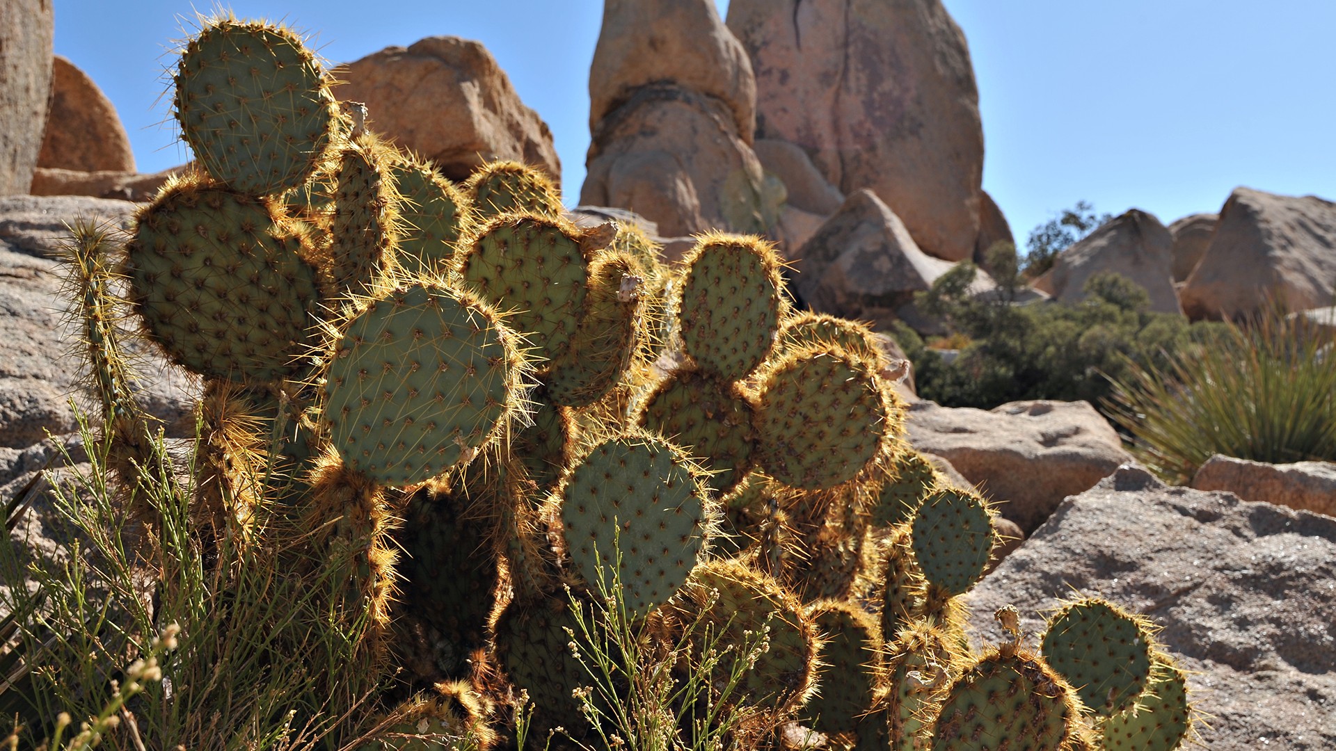 cactus épines roches