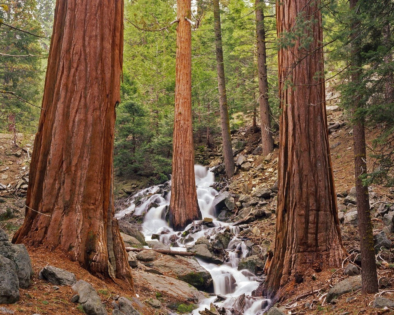 foresta fitta foresta ruscello fogliame