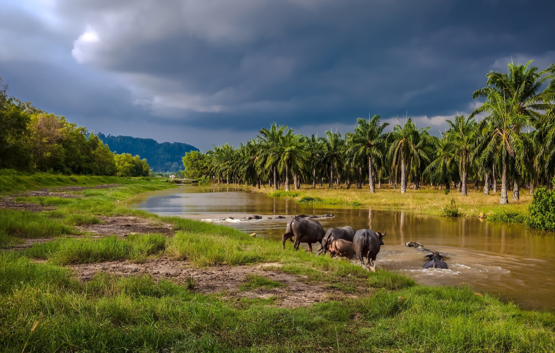 buffalo palm river swimming