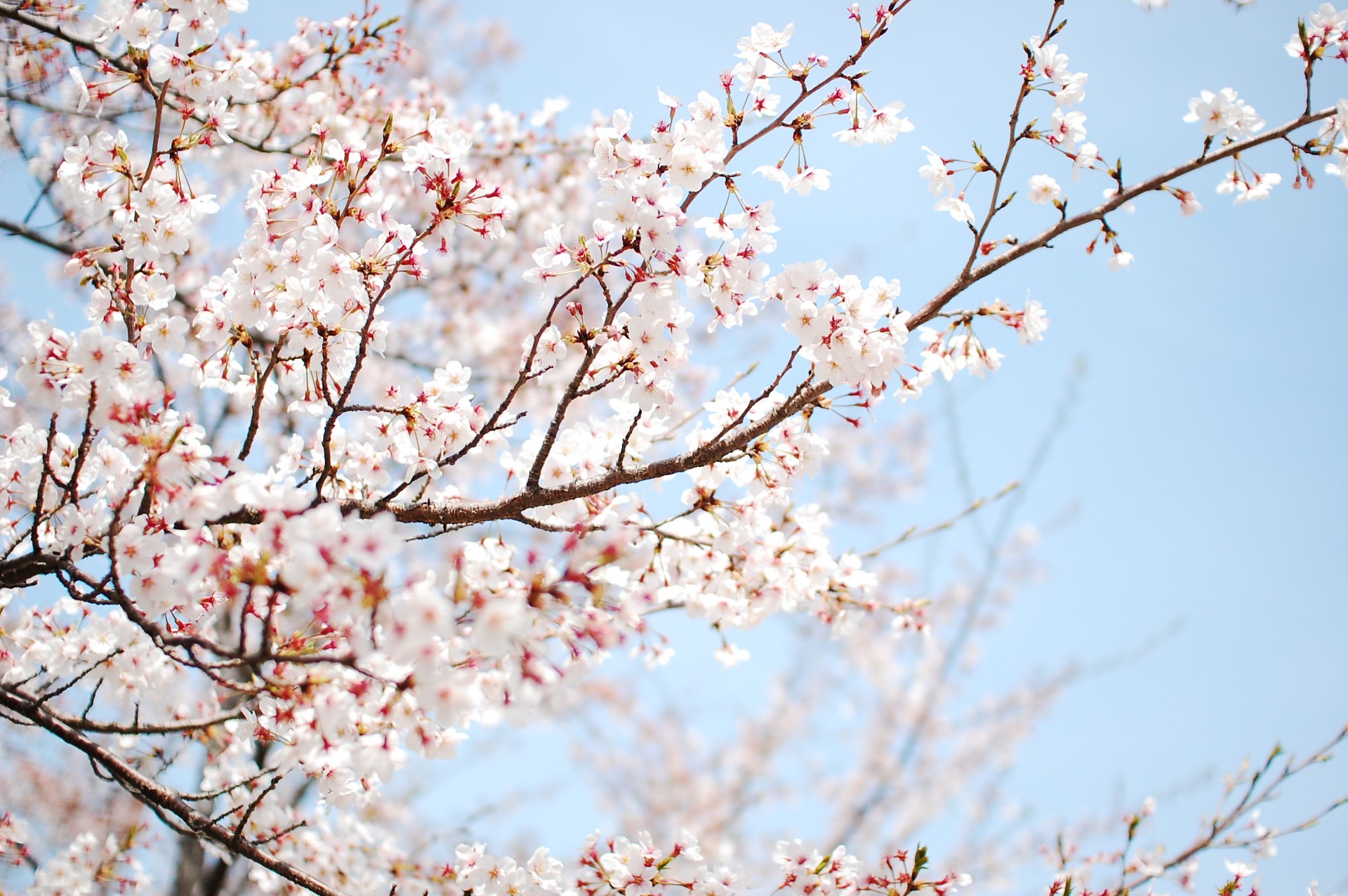 tree bloom spring