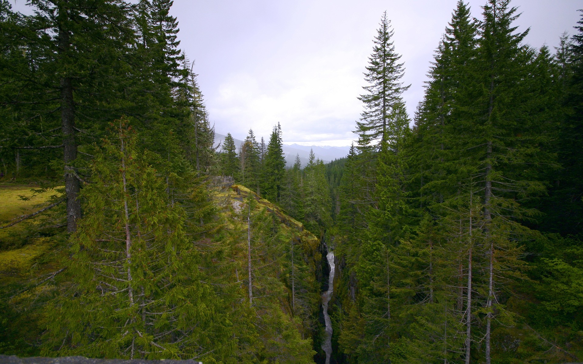 forest mountain river