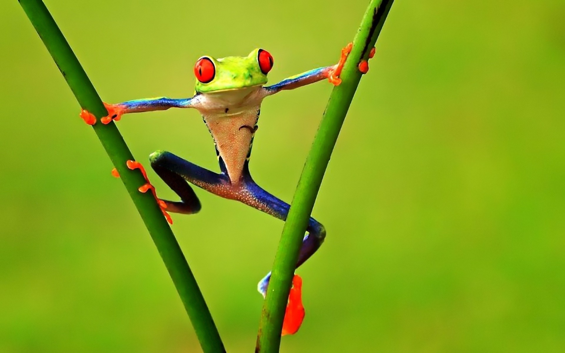 frog tree frog branche