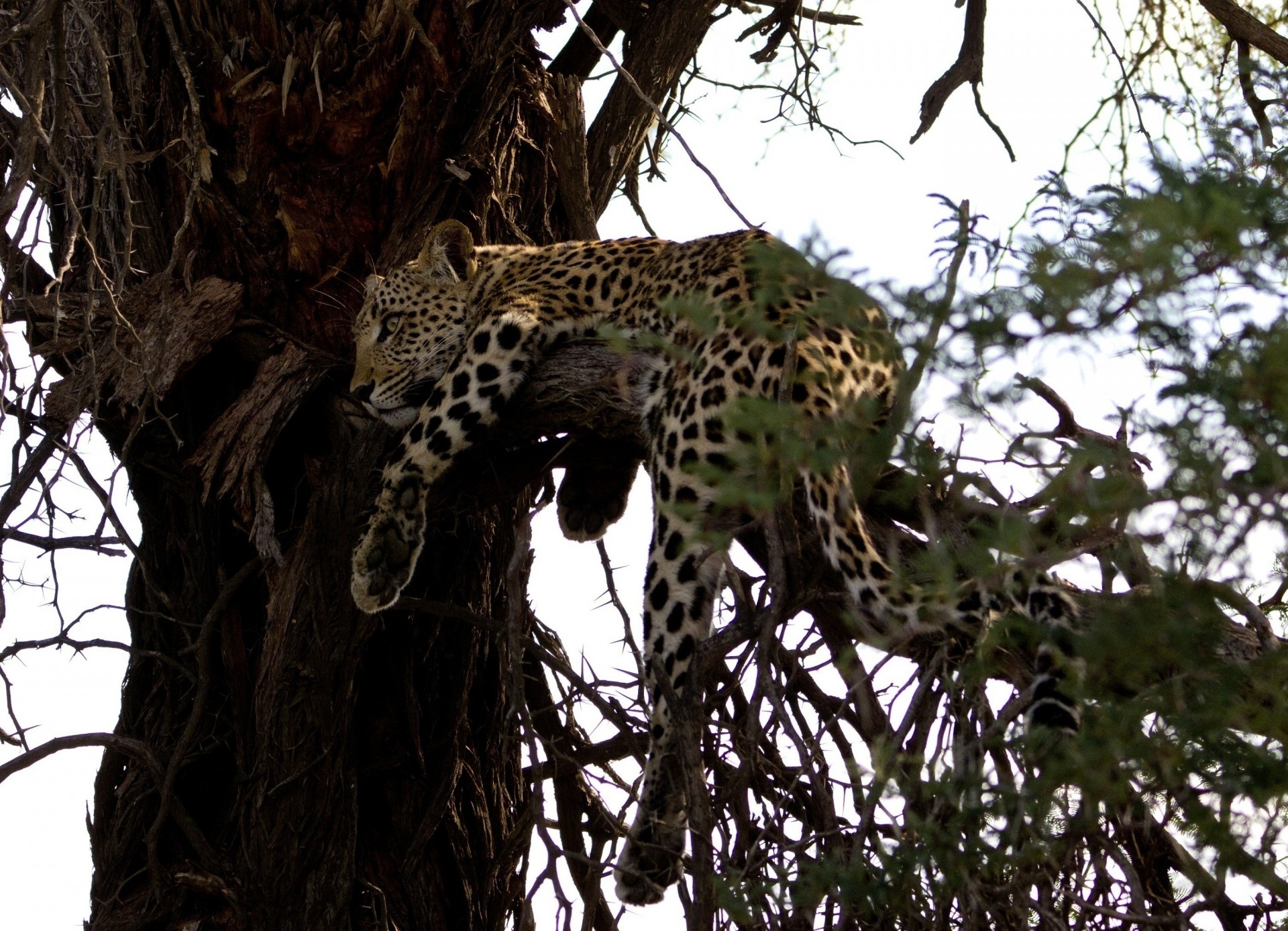 gatto selvatico leopardo