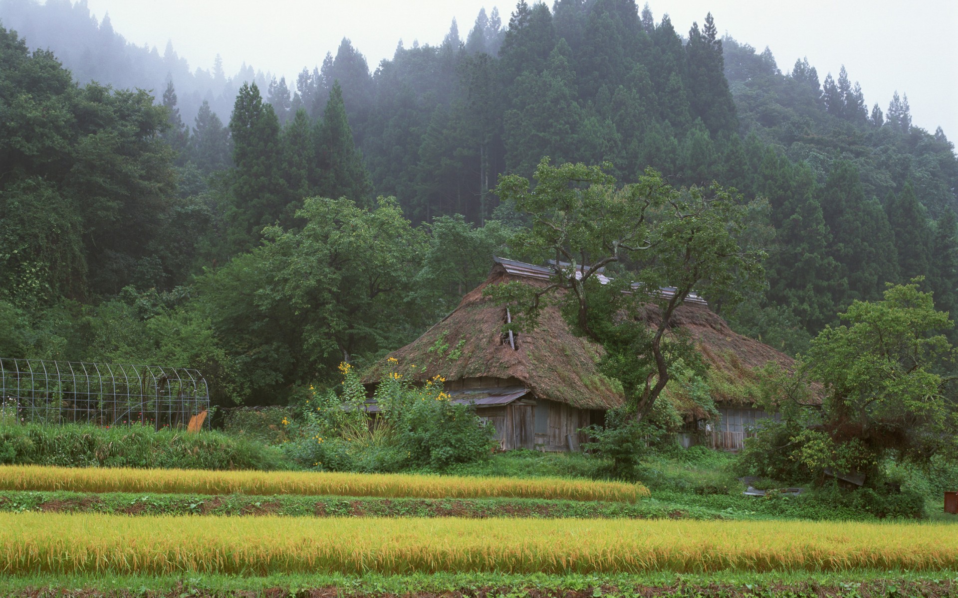 giappone casa foresta